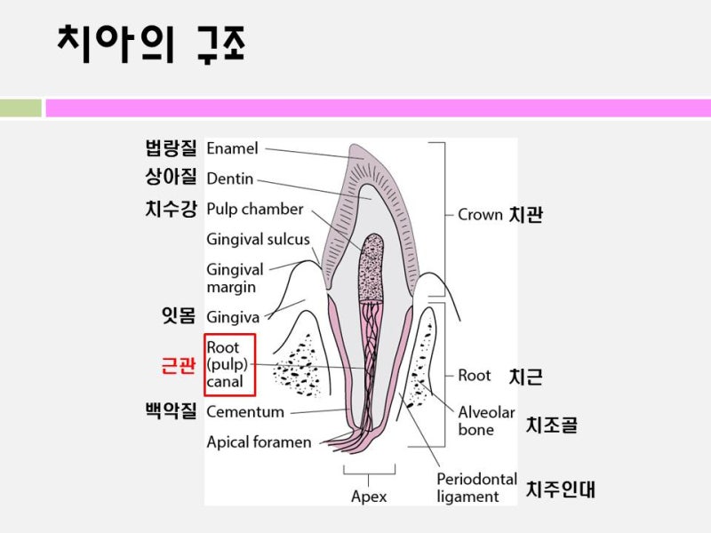 개 치아 다이어그램