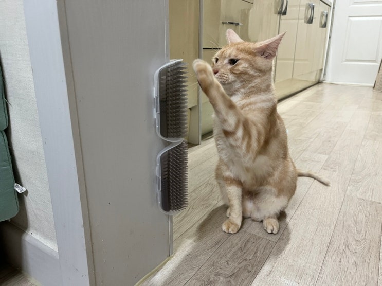  일상공감 부비냥 내돈내산 리얼후기, 세냥이 반응은?ㅎㅎ
