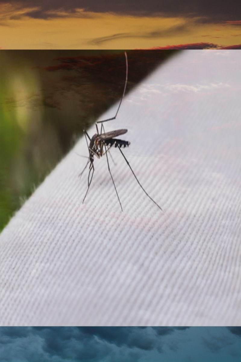 해충 모기 관련주 무더위 기승에 국제약품 명문제약 성보화학 태양 동화약품 보령 경남제약 주가 상승 : 네이버 블로그