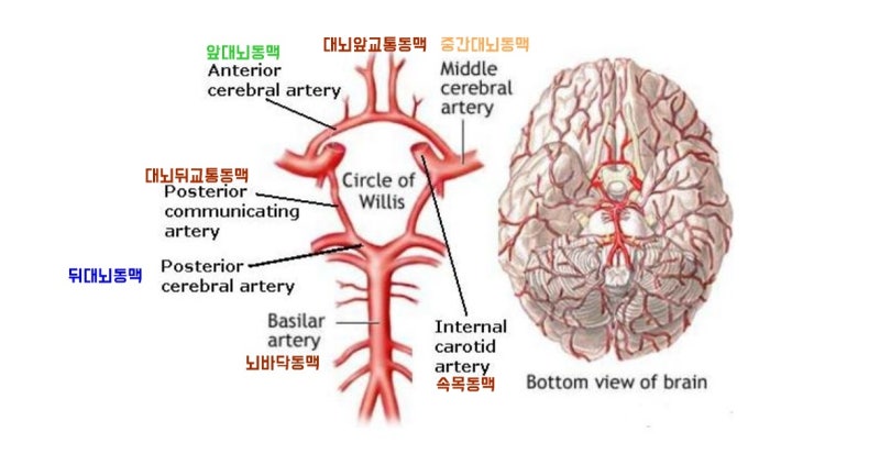 간단한 부위별 뇌기능 정리(대뇌겉질-뇌혈관, 소뇌, 사이뇌, 수막-뇌척수액) : 네이버 블로그