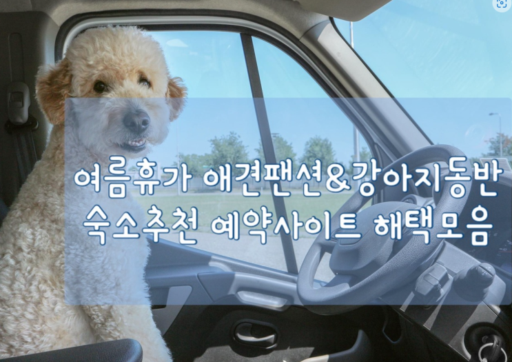  반려견과 펫캉스 애견펜션 및 강아지동반숙소추천 호텔예약사이트 해택총정리