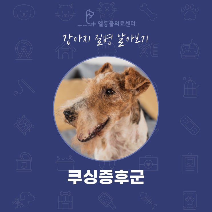 부산 강아지 쿠싱증후군에 대해서 알려드립니다