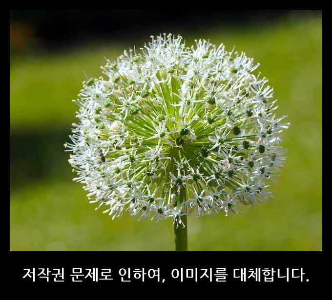 드래곤볼 신장판 1~42권 전권 세트, 서울미디어코믹스 (136419c6-c96b)