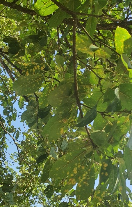 이팝나무 녹병, 미국선녀벌레 피해 - 경남수목원