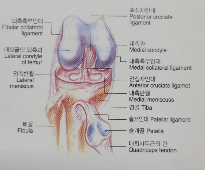  전방십자인대파열 후유장해, 영구장해까지 놓치지 않는 손해사정사