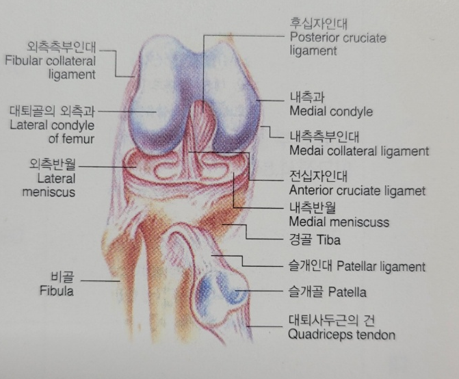 전방십자인대파열 후유장해, 영구장해까지 놓치지 않는 손해사정사