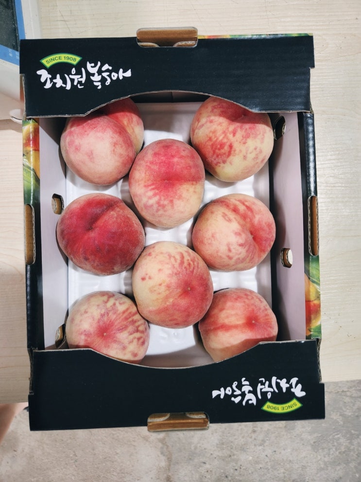  빛깔 좋고 식감 좋은 조생종 복숭아 수확 시작 [세종 조치원 복숭아 과수원 - 고개 농원]
