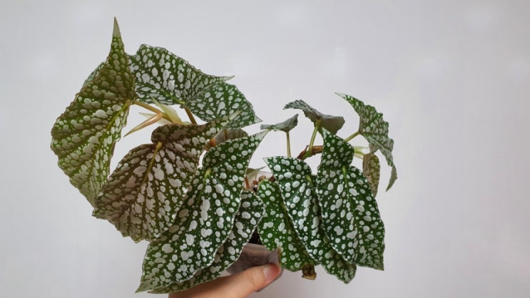 목베고니아 화이트아이스 베고니아 키우기 How to Grow Begonia White Ice