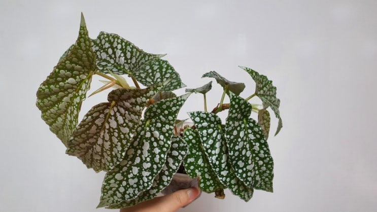  목베고니아 화이트아이스 베고니아 키우기 How to Grow Begonia White Ice