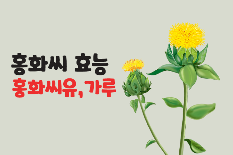  홍화씨 효능 홍화씨유 홍화씨가루 고르는법