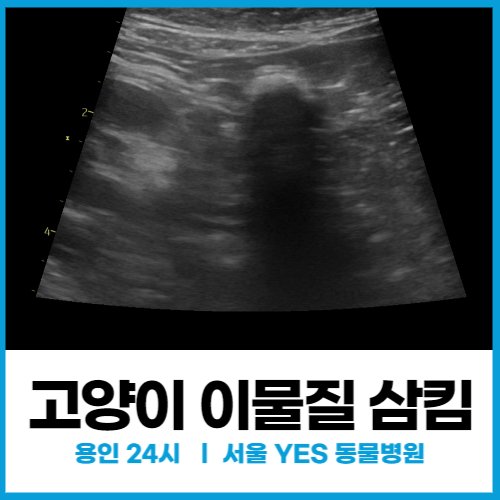  [외과] 고양이 이물질 삼킴(실리콘 장난감) 고양이 구토할 때 (용인 24시 응급 전문 동물병원)