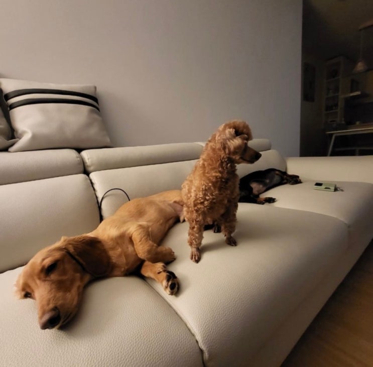  강아지 판코니증후군 이란?