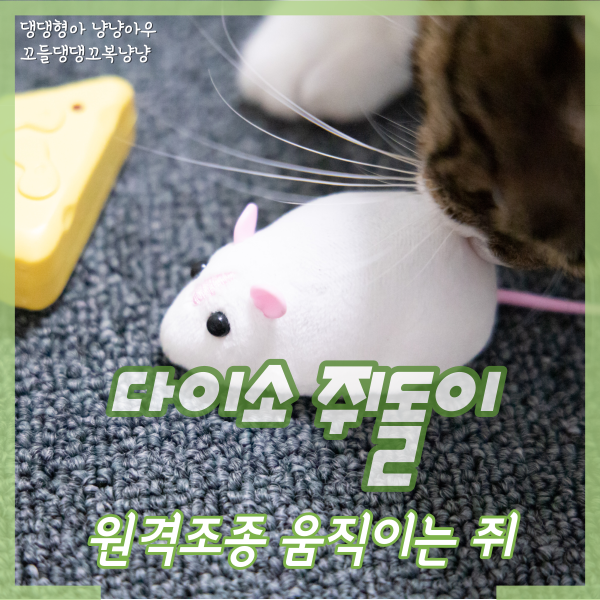  다이소 쥐돌이 원격조종으로 움직이는 고양이 장난감