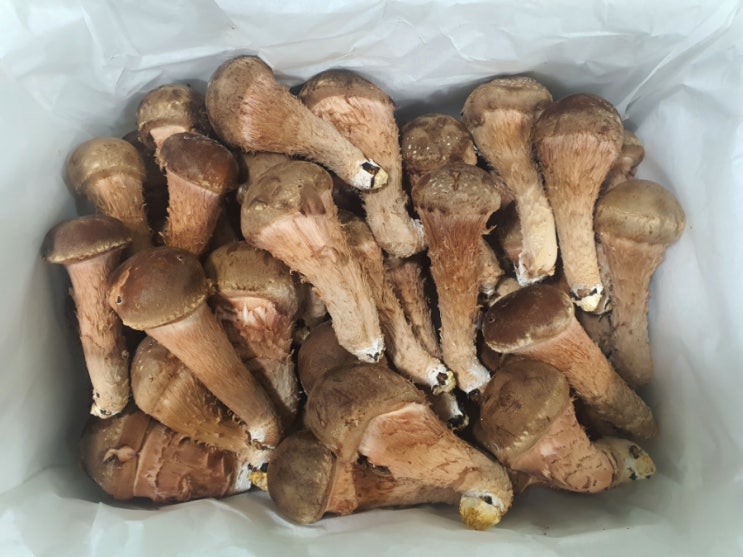  참송이버섯 실속형 1kg 한정판매 이벤트.