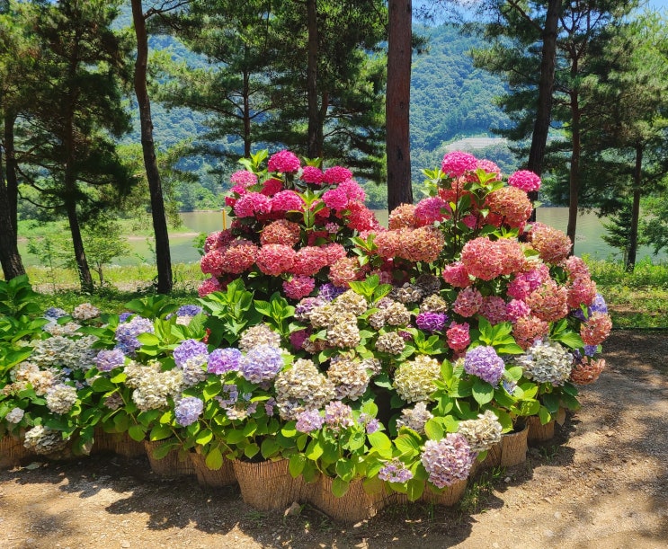  [가평 여행] 남이섬 왔다면 여기도 빼놓지 말자 _자라섬 남도 꽃 테마 공원 (6월 가볼 만한 곳) 22.7.3 방문일