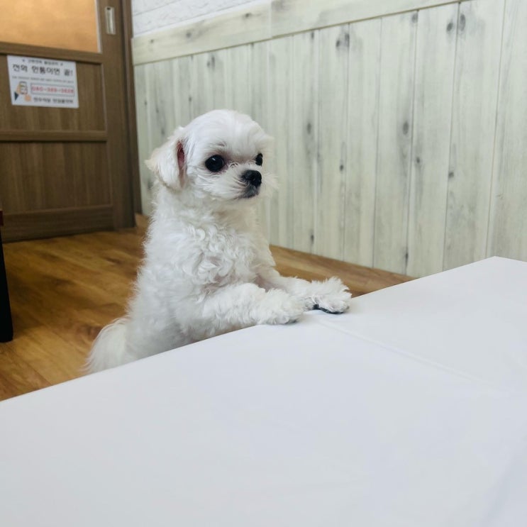  태안 안면도 애견동반식당 갈치조림맛집 (태안 전주식당)