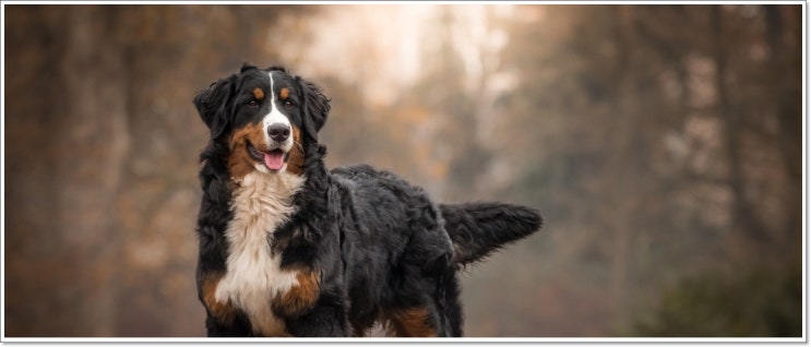 버니즈 마운틴 독 분양가격과 역사, 성격 및 특징에 대해서(Bernese Mountain Dog)