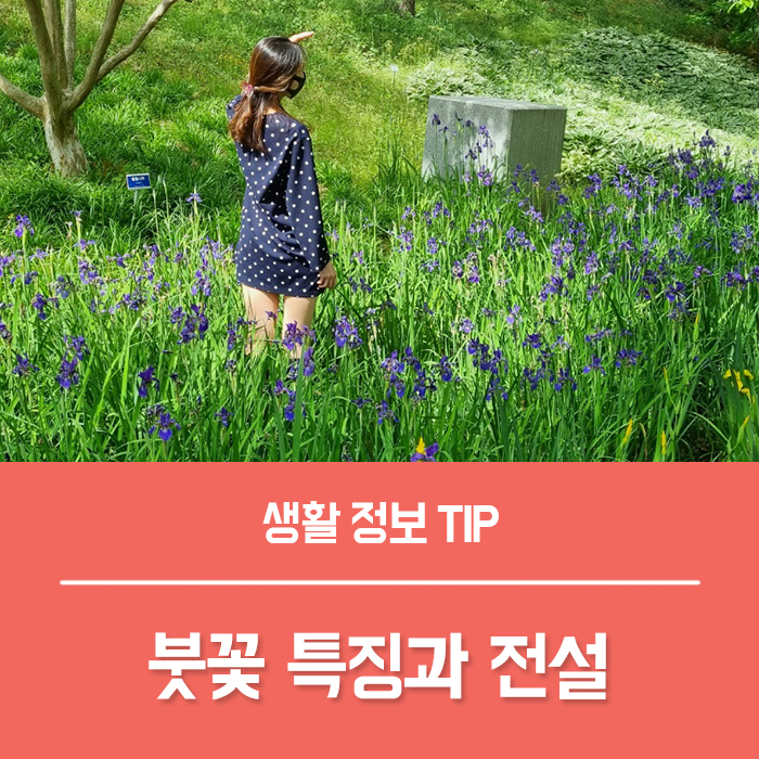  붓꽃 꽃말 독일 붓꽃 저먼아이리스 특징