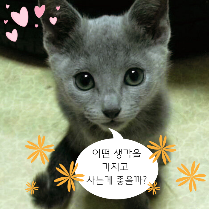  좋은 짧은 추천 외국시 모음 : 릴케 시 "사랑에 빠질수록 혼자가 되라",365일 오늘의 유명한 짧은 인생 감동명언 모음 ,웃긴 말풍선짤.동물밈