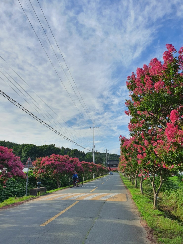  육신사 배롱나무꽃길