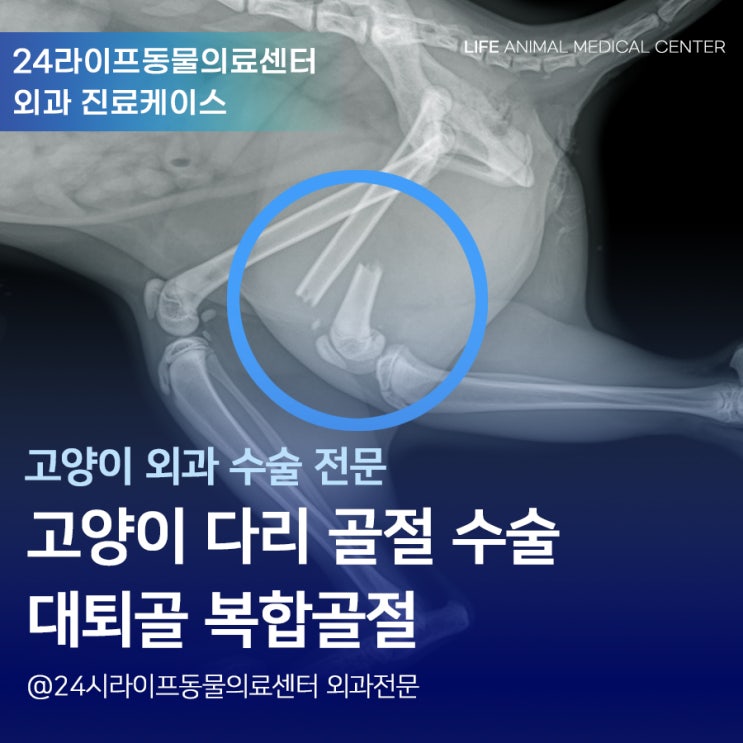 고양이 다리 골절, 응급 수술이 가능한 : 대구 달서구동물병원 24시라이프동물의료센터 고양이 다리 골절, 응급 수술이 가능한 : 대구 달서구동물병원 24시라이프동물의료센터