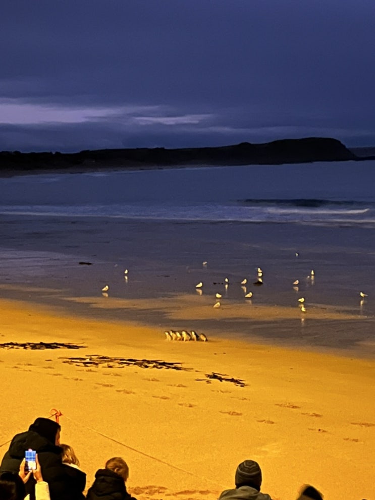  [호주 교환학생 일기]필립아일랜드 펭귄 보러 투어가기 Phillip island for Little penguins