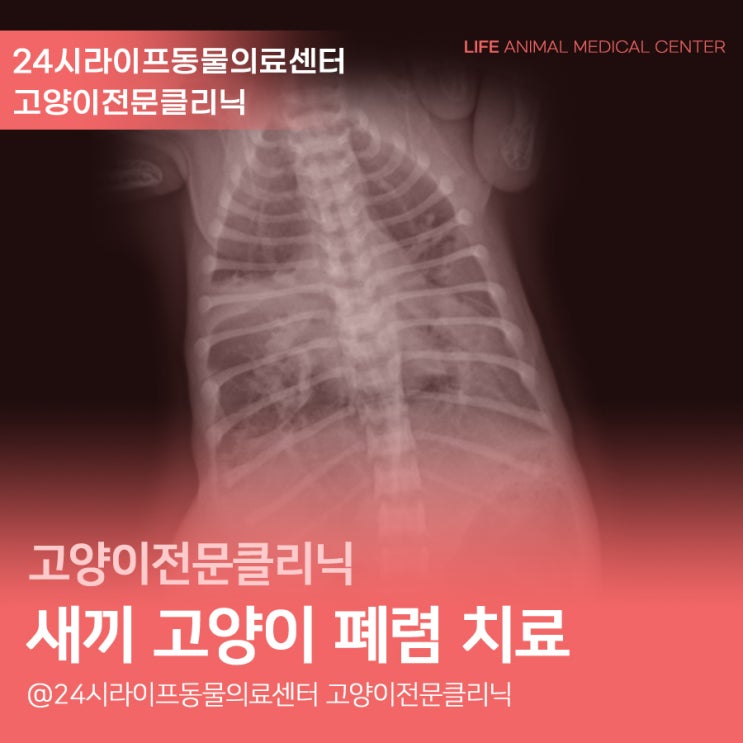 새끼 고양이 폐렴 증상과 치료 : 대구 고양이 병원 24시 라이프동물의료센터