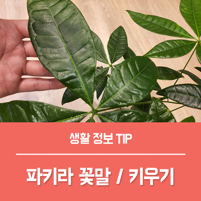  공기정화식물 파키라 꽃말 키우기, 분갈이 가지치기