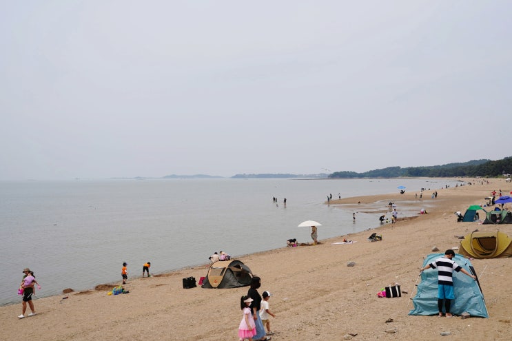  화성 궁평항 궁평리해수욕장 강아지 동반 서울근교 당일치기 여행