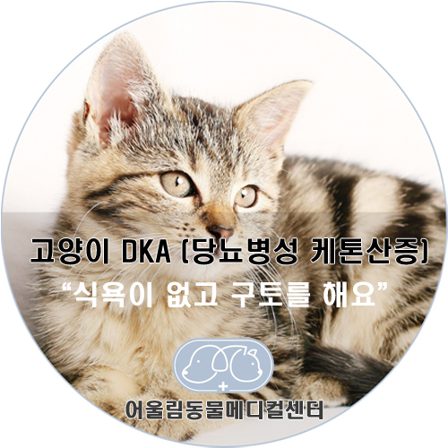  부산 명지 국제신도시 동물병원[어울림동물메디컬센터/부산 명지국제신도시 동물병원] 고양이 당뇨병성 케톤산증(DKA)