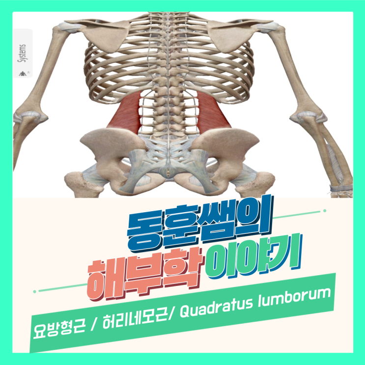 요방형근 허리네모근 Quadratus lumborum 기시, 정지점