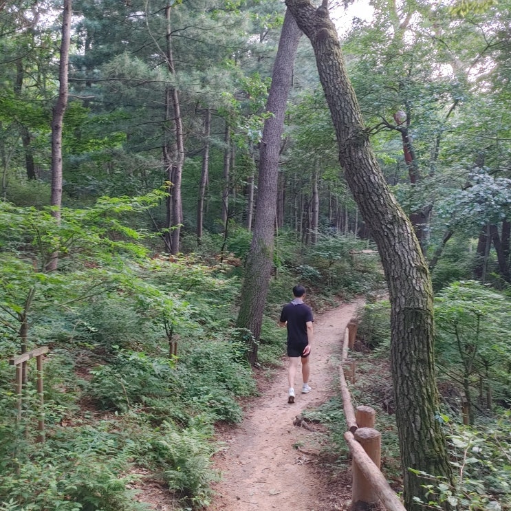 산책기록 7월 3주 산책기록 7월 3주