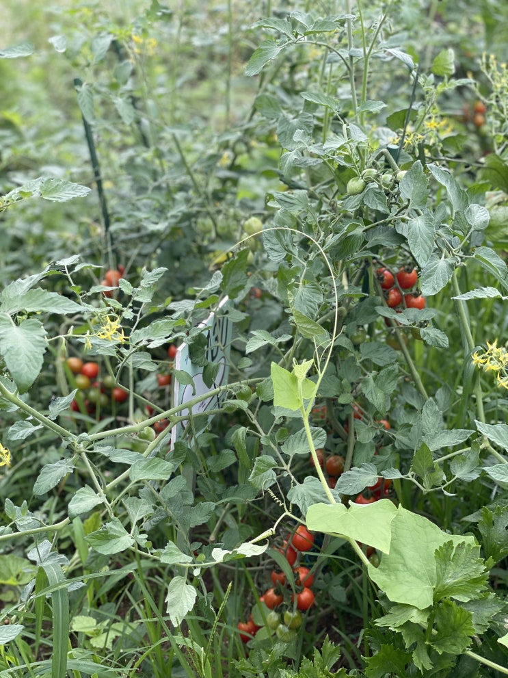  blog :: 주간일기 챌린지 / 맛점!