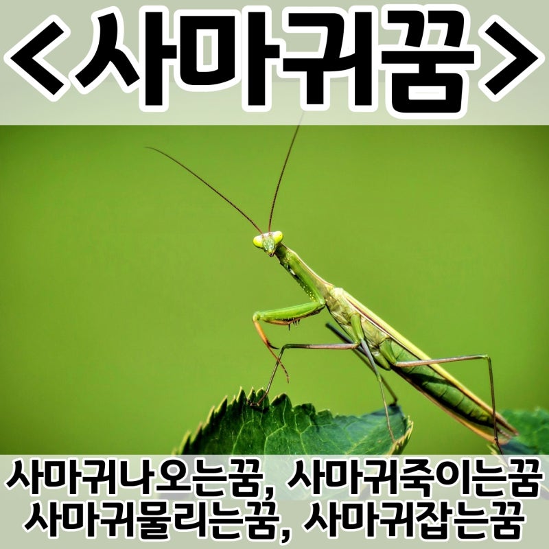 [쉬운 꿈해몽] 사마귀꿈 :: 사마귀나오는꿈, 사마귀죽이는꿈, 사마귀물리는꿈, 사마귀 태몽