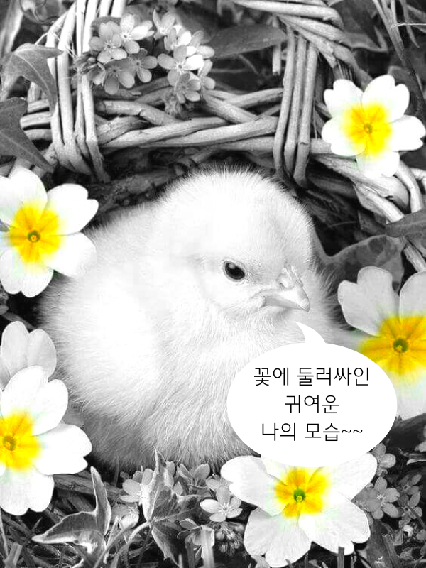  좋은 짧은 추천 외국시 모음 : 릴케 시 " 흰 장미" ,365일 오늘의 유명한 짧은 인생 감동명언 모음 ,웃긴 말풍선짤.동물밈