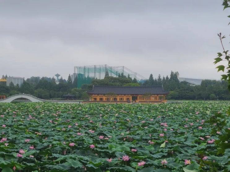 전주 가볼 만한 곳, 전주 덕진공원 연꽃 여행