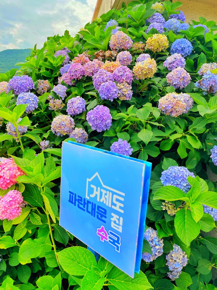  거제도 파란대문집수국 