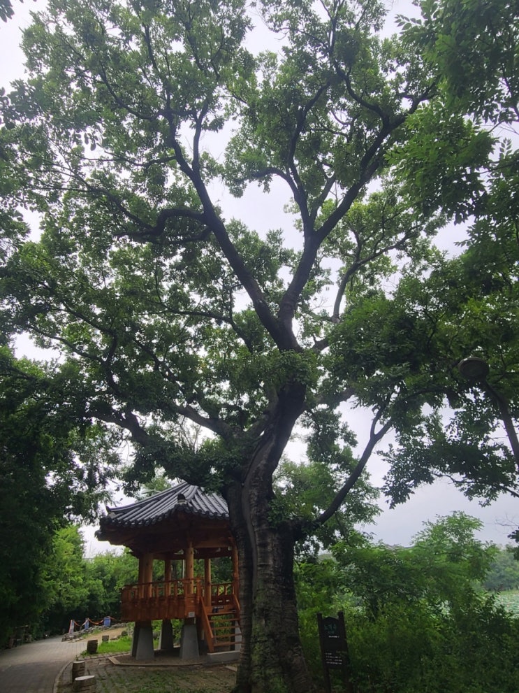 전주 여행, 전주 덕진공원 노거수 팽나무(관리번호 41) 탐방
