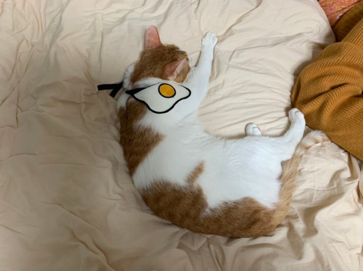 [고양이/옷] 귀여운 계란후라이 모양 케이프를 착용한 라부장님