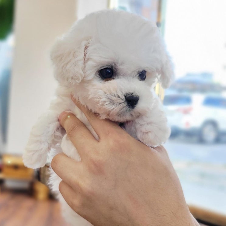  뽀아의 강아지이름훈련