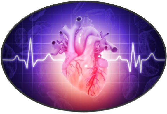 전 세계 사망원인 1위는 허혈성 심장질환 :: 뇌 심장 2대 질환 보장 특약