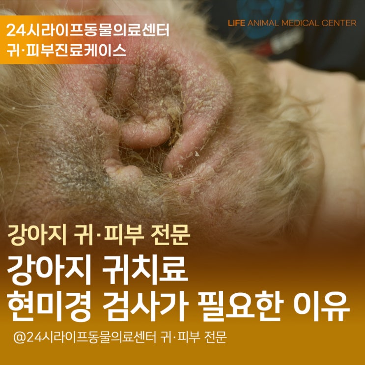 강아지 귀치료, 약으로 해결이 안될 때? 이것 꼭 확인 해보세요! : 달서구동물병원 24시라이프동물의료센터