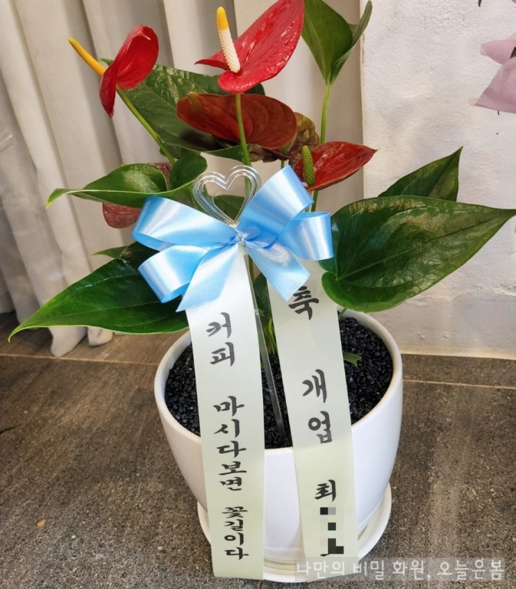  오늘은봄 대전꽃배달 중구 대사동 산성동 은행동 꽃집 전국당일꽃배달 안스리움 대전개업화분 관리쉬운 관엽식물