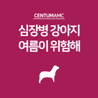  심장병 강아지 여름이 위험해!