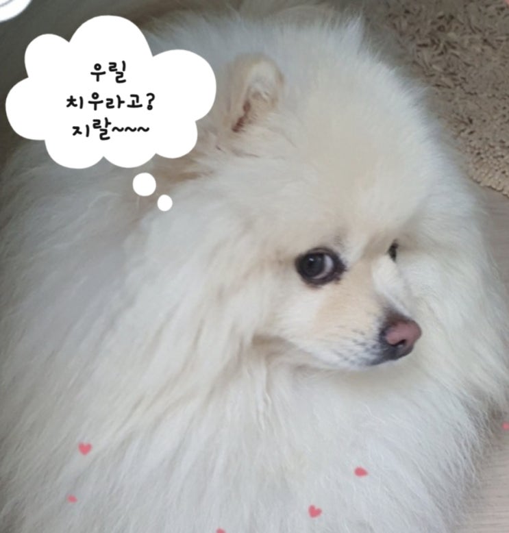  개는 개고 사람은 사람이다 개를 치우라뇨 니가 꺼지세요