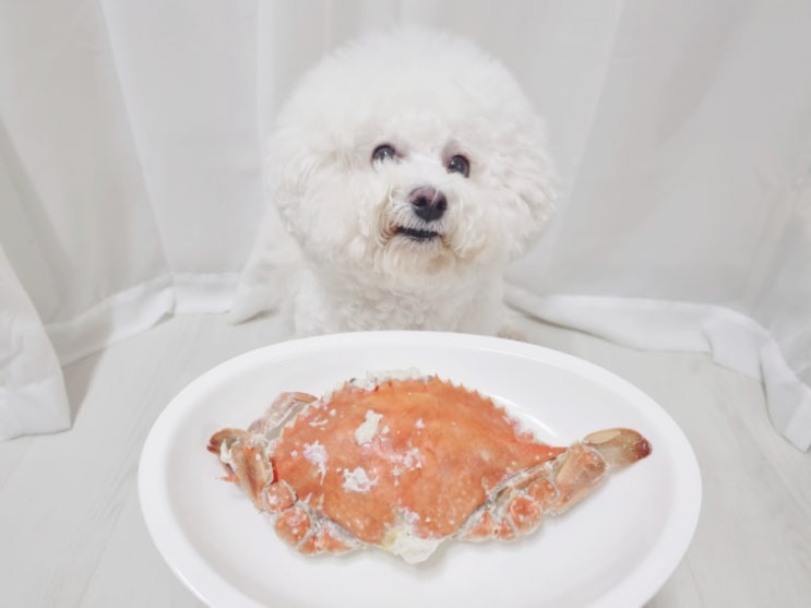  강아지 꽃게(대게, 랍스터) 먹어도 되나요? 주의점 별다섯개