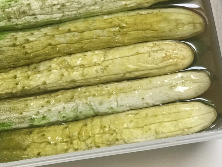  꼬독꼬독 여름에 생각나는 오이지 야나두 만들었다 오이지 물 없이 담그는법