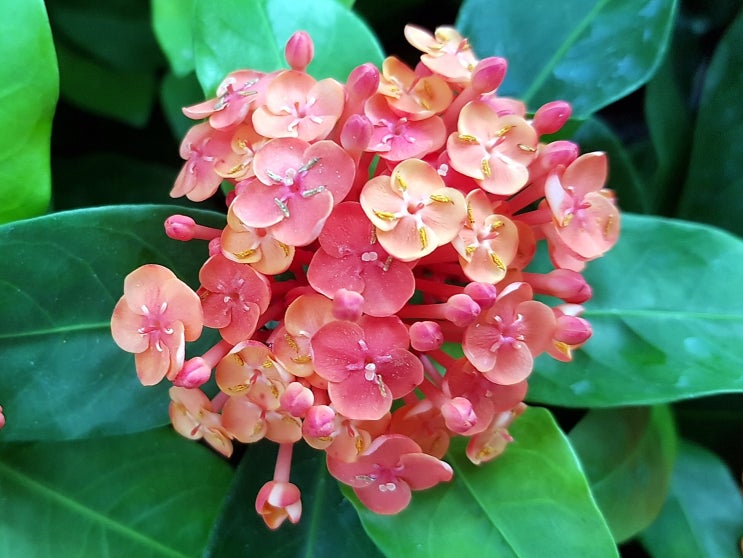  익소라 (ixora) 키우기