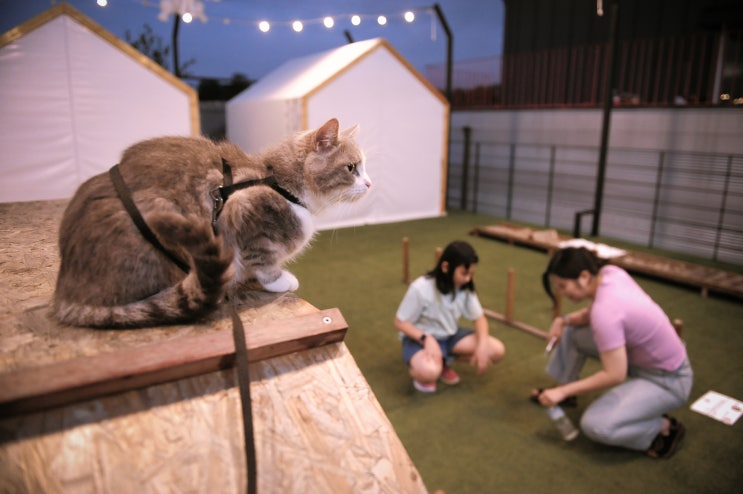  용인 강아지 고양이 동반가능 카페 신기로