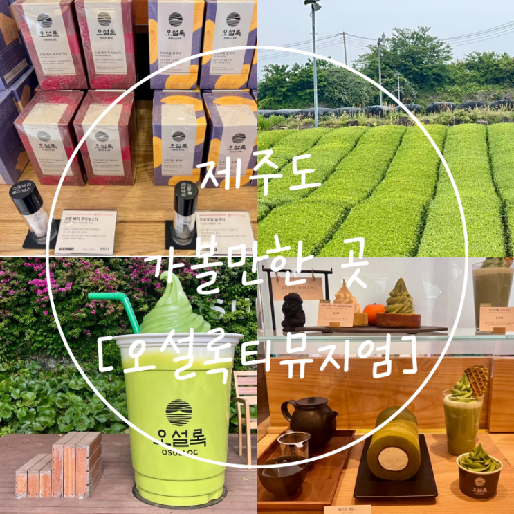  제주도 서쪽 포토존 녹차 맛집 '오설록티뮤지엄'에서 티종류 선물하기